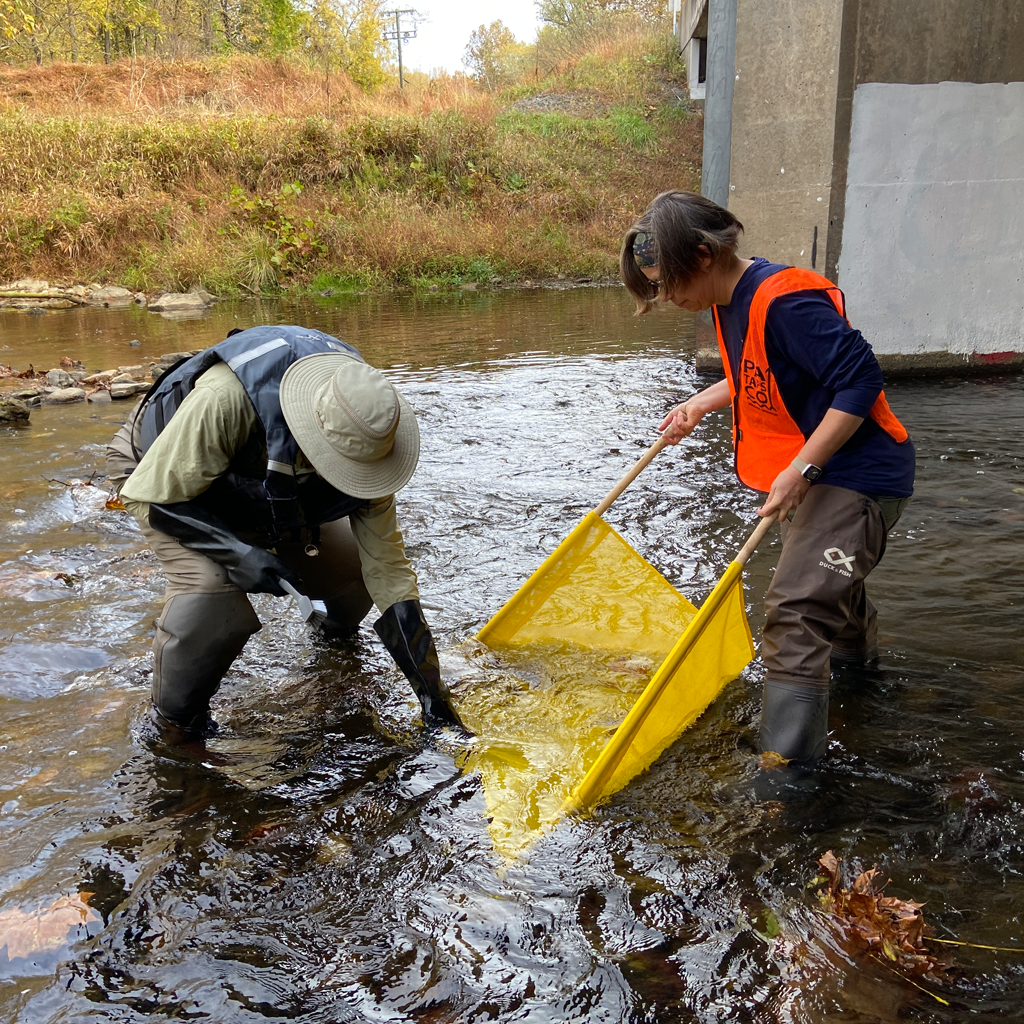 Two water quality monitors stand in the Patapsco River using a net to gather macroinvertebrates from the water.