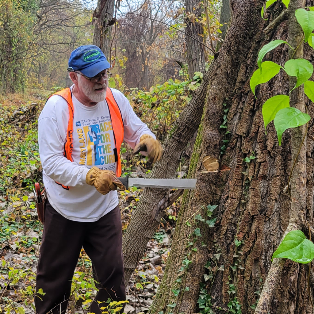 Volunteer uses a saw to remove an invasive vine from a tree.