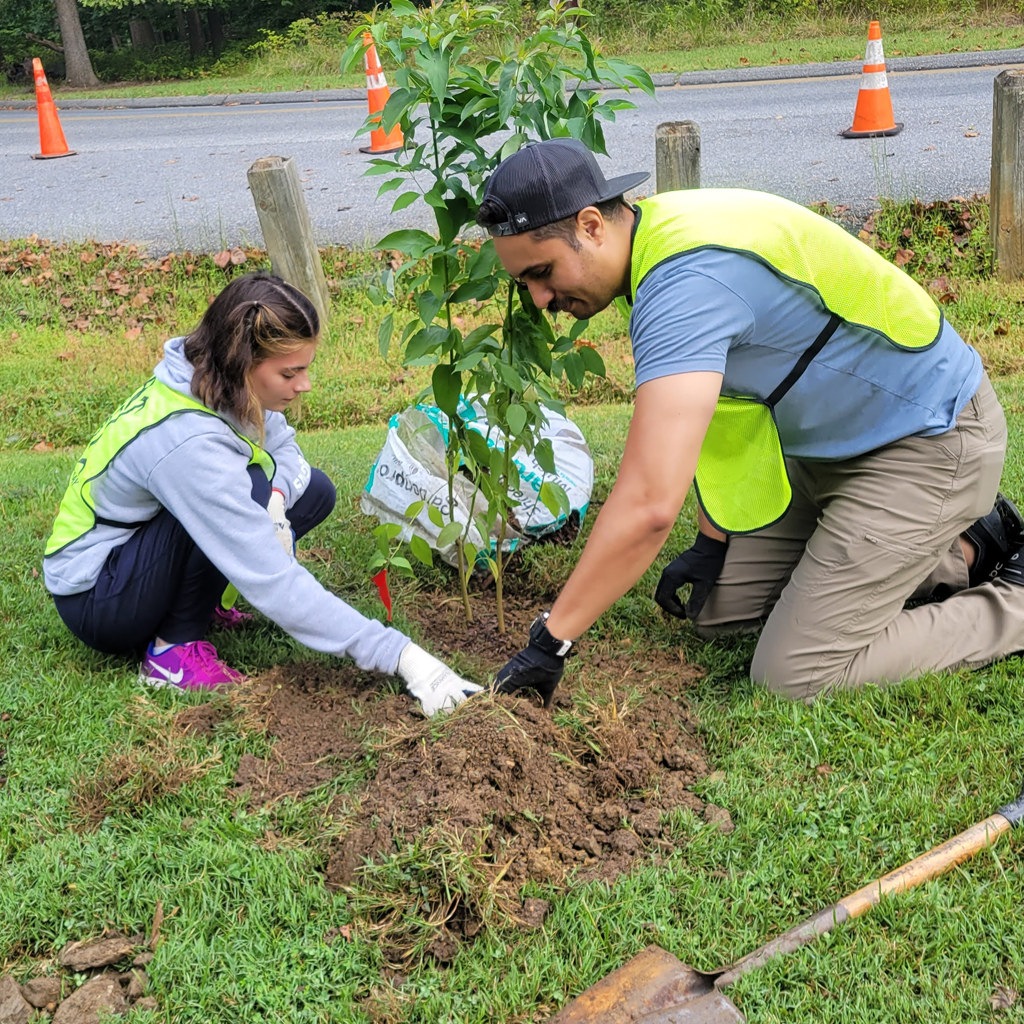 Two volunteers help to plant a tree by adding soil to the base.